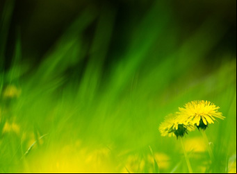 http://www.sxc.hu/photo/1429166
